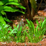 迷你椒草-缩略图-3