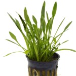 迷你椒草-缩略图-4