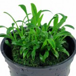 迷你椒草-缩略图-5