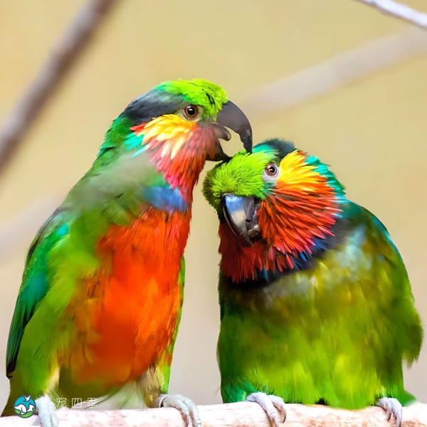 爱德华无花果鹦鹉-1