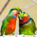 爱德华无花果鹦鹉-缩略图-1