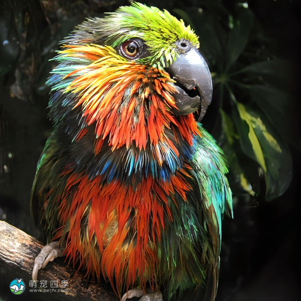爱德华无花果鹦鹉-2