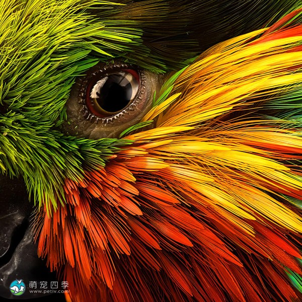 爱德华无花果鹦鹉-3