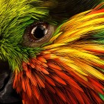 爱德华无花果鹦鹉-缩略图-3