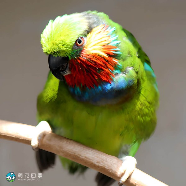 爱德华无花果鹦鹉-4