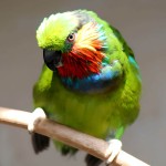 爱德华无花果鹦鹉-缩略图-4