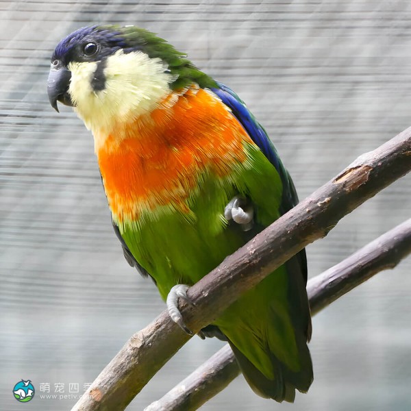 爱德华无花果鹦鹉-5