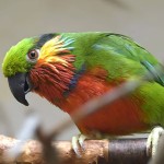 爱德华无花果鹦鹉-缩略图-6