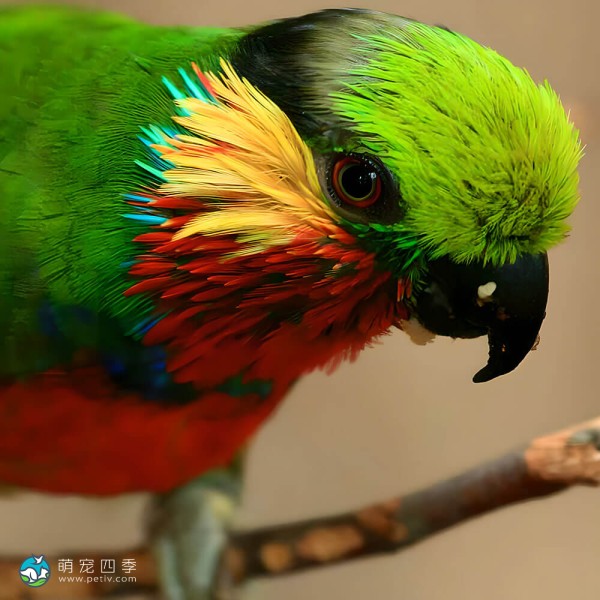 爱德华无花果鹦鹉-7