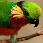 爱德华无花果鹦鹉-缩略图-7