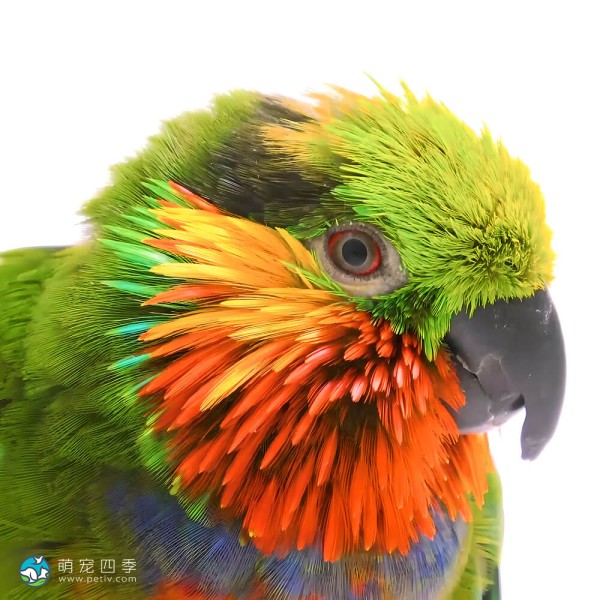 爱德华无花果鹦鹉-8