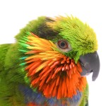 爱德华无花果鹦鹉-缩略图-8