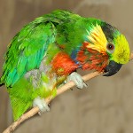 爱德华无花果鹦鹉-缩略图-9