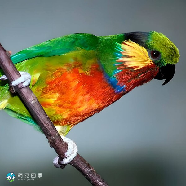 爱德华无花果鹦鹉-10