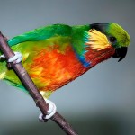 爱德华无花果鹦鹉-缩略图-10