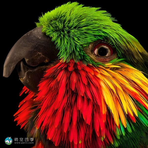 爱德华无花果鹦鹉-11
