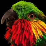 爱德华无花果鹦鹉-缩略图-11