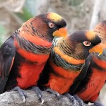 暗色吸蜜鹦鹉-缩略图-1