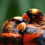 暗色吸蜜鹦鹉-缩略图-2