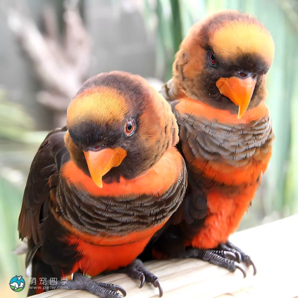 暗色吸蜜鹦鹉-3