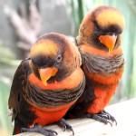 暗色吸蜜鹦鹉-缩略图-3