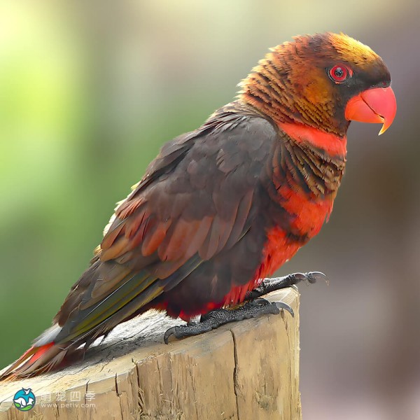 暗色吸蜜鹦鹉-4