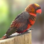 暗色吸蜜鹦鹉-缩略图-4