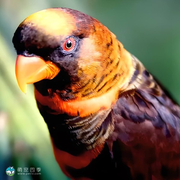 暗色吸蜜鹦鹉-5