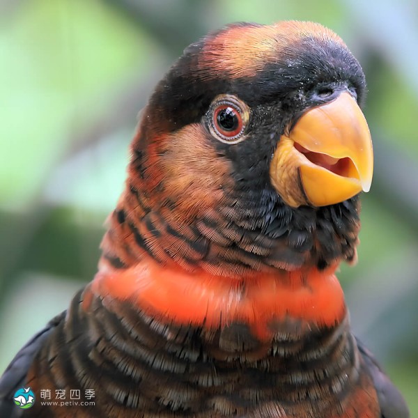 暗色吸蜜鹦鹉-6