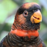 暗色吸蜜鹦鹉-缩略图-6