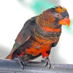 暗色吸蜜鹦鹉-缩略图-7