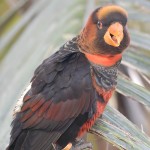 暗色吸蜜鹦鹉-缩略图-9