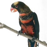 暗色吸蜜鹦鹉-缩略图-10