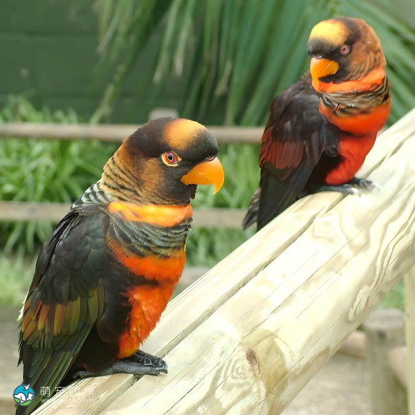 暗色吸蜜鹦鹉-11