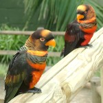 暗色吸蜜鹦鹉-缩略图-11