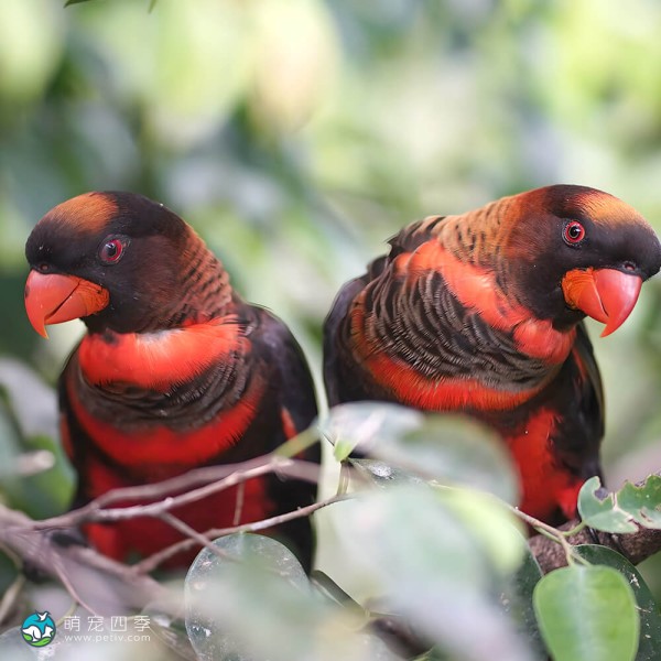 暗色吸蜜鹦鹉-12