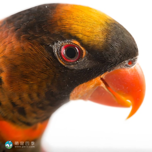 暗色吸蜜鹦鹉-13