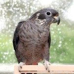 暗色鹦鹉-缩略图-1