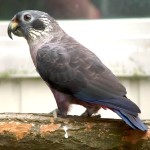 暗色鹦鹉-缩略图-3