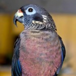 暗色鹦鹉-缩略图-4