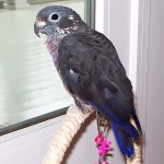 暗色鹦鹉-缩略图-5