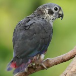 暗色鹦鹉-缩略图-6