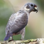 暗色鹦鹉-缩略图-7