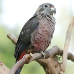 暗色鹦鹉-缩略图-9