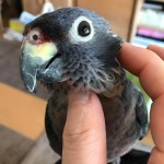 暗色鹦鹉-缩略图-10