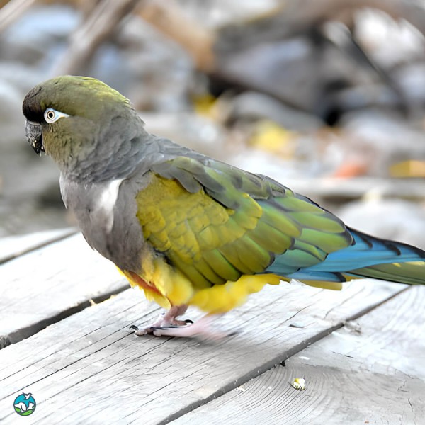 掘穴鹦哥-1