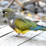 掘穴鹦哥-缩略图-1