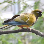 掘穴鹦哥-缩略图-2