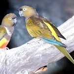 掘穴鹦哥-缩略图-3