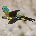 掘穴鹦哥-缩略图-4